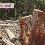 défrichement illégal - reboisement obligatoire